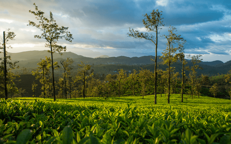 tea-estate